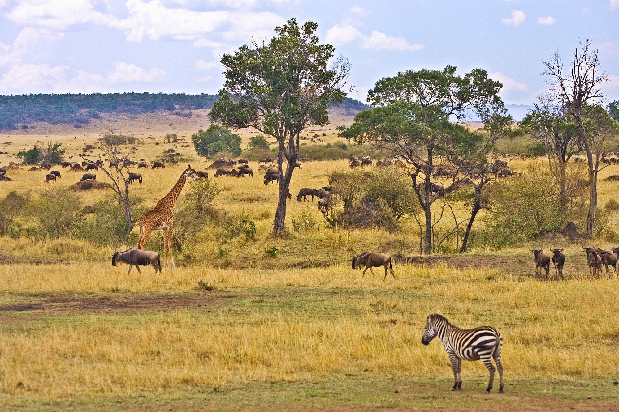 Atlas Ocean Voyages Adds Bespoke African Land Tours for 2029 Season